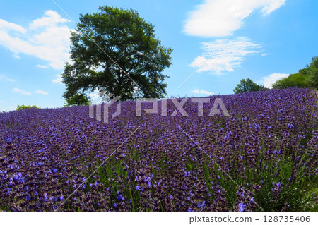 北海道札幌市Horomi Rin薰衣草 北海道札幌市Horomi Rin薰衣草 128735406