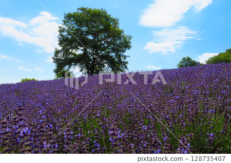 北海道札幌市Horomi Rin薰衣草 北海道札幌市Horomi Rin薰衣草 128735407