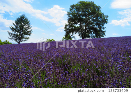 北海道札幌市Horomi Rin薰衣草 北海道札幌市Horomi Rin薰衣草 128735409