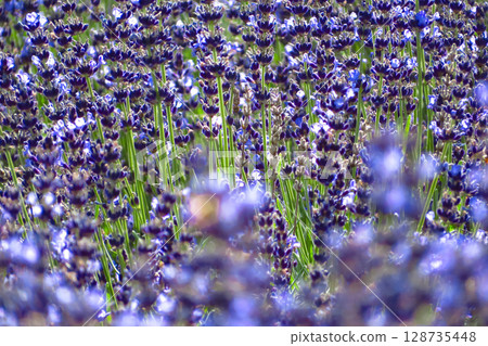 Hokkaido Sapporo City Horomi Rin Lavender 128735448
