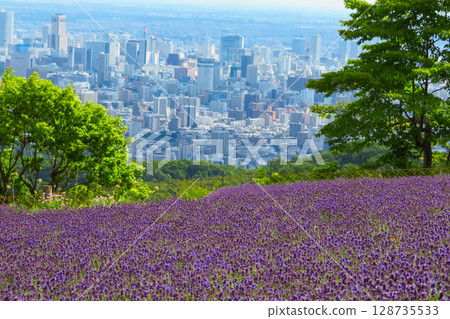 北海道札幌市Horomi Rin薰衣草 128735533