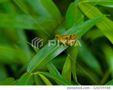 A yellow-spotted skipper butterfly (♀) resting on a leaf A yellow-spotted skipper butterfly (♀) resting on a leaf 128735598