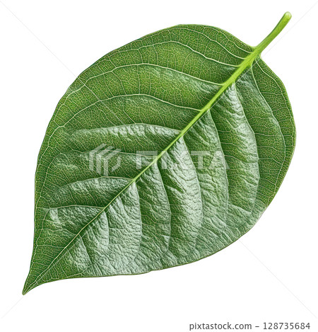 Fresh green leaf isolated on white background showing detailed vascular patterns and texture Fresh green leaf isolated on white background showing detailed vascular patterns and texture 128735684