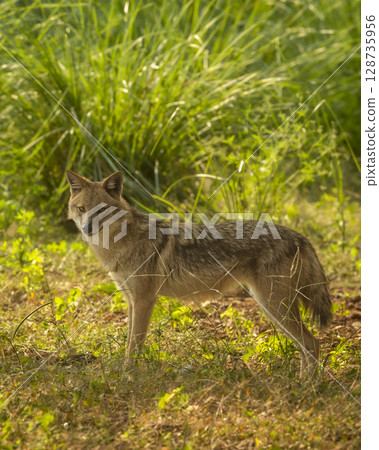 Wild indian golden jackal or Canis aureus indicus side profile with eye contact and natural green in winter season morning safari at ranthambore national park forest tiger reserve rajasthan india 128735956