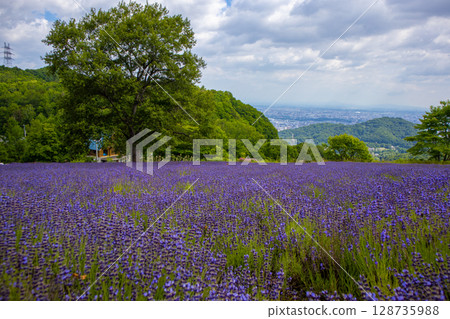 Hokkaido Sapporo City Horomi Rin Lavender 128735988