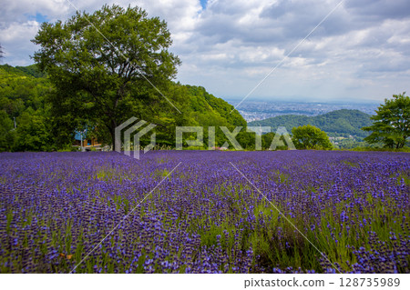 Hokkaido Sapporo City Horomi Rin Lavender 128735989