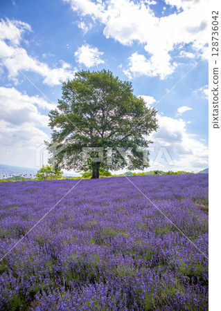 Hokkaido Sapporo City Horomi Rin Lavender 128736042