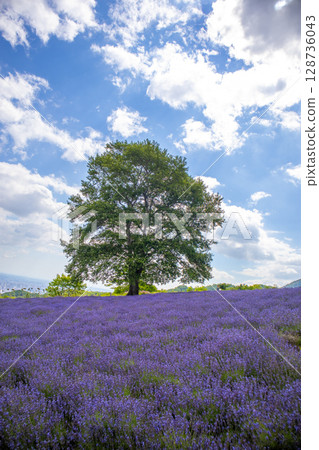 Hokkaido Sapporo City Horomi Rin Lavender Hokkaido Sapporo City Horomi Rin Lavender 128736043