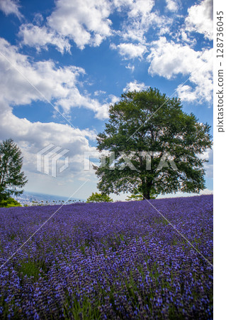 Hokkaido Sapporo City Horomi Rin Lavender Hokkaido Sapporo City Horomi Rin Lavender 128736045