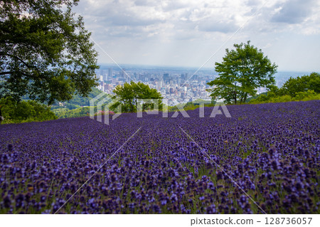 北海道札幌市Horomi Rin薰衣草 北海道札幌市Horomi Rin薰衣草 128736057