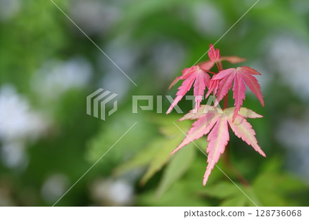 Momiji's young leaves 128736068