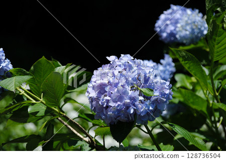 Hydrangea flowering tree Hydrangea flowering tree 128736504