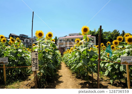 Oga no Sato 30,000 sunflowers field Sunflower Festival 128736559