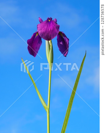 Iris and blue sky (20250713161042) 128736578