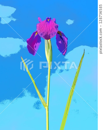 Iris japonica and blue sky (afr20250713161042) Iris japonica and blue sky (afr20250713161042) 128736585