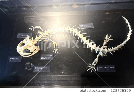 Giant salamander bones 128736599