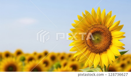 Close-up of sunflowers blooming in the summer sky 128736627
