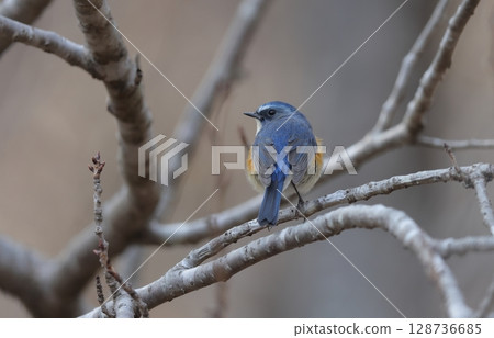 Back view of a male Blue-and-white flycatcher 128736685