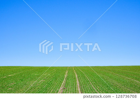 A simple landscape of blue sky and wheat fields in Biei, Hokkaido 128736708