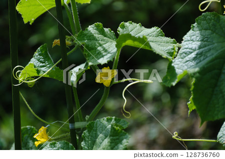 可愛的黃瓜花 128736760