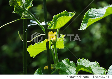 可愛的黃色黃瓜花 128736761