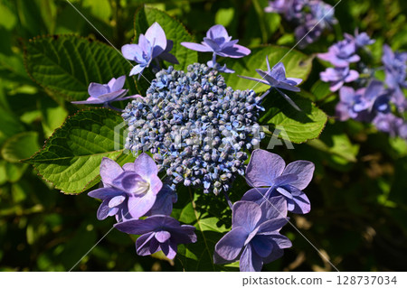 Cute purple hydrangea blooming Cute purple hydrangea blooming 128737034