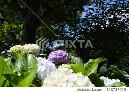 White and purple hydrangea 128737039