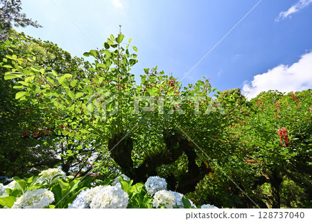 Deigo tree 128737040