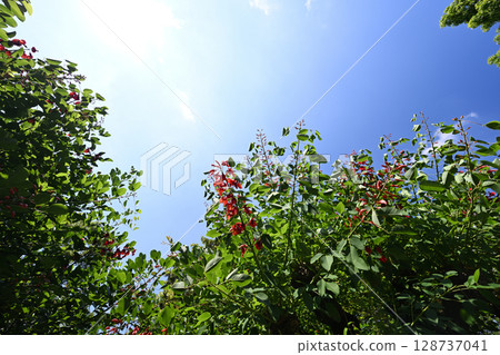 Red deigo tree 128737041