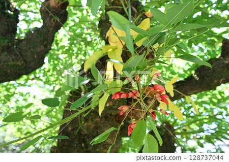 迪戈紅芽 128737044