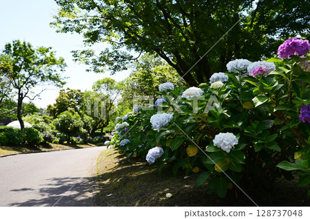 Hydrangea scenery in Yoshino Park Hydrangea scenery in Yoshino Park 128737048