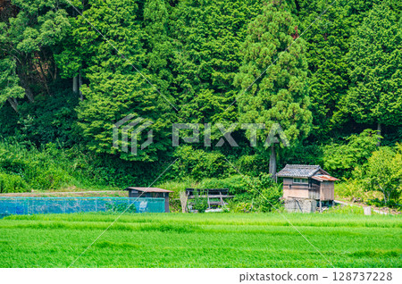 Mountain forest scenery in the Oku-Biwako region, Nishiasai-cho, Nagahama City, Shiga Prefecture 128737228