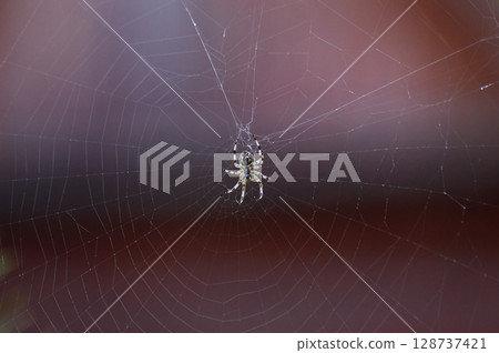 Large spider in the middle of its web. Macro. Selective focus 128737421