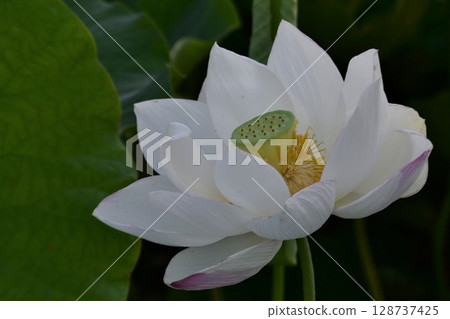 白蓮花 白蓮花 128737425
