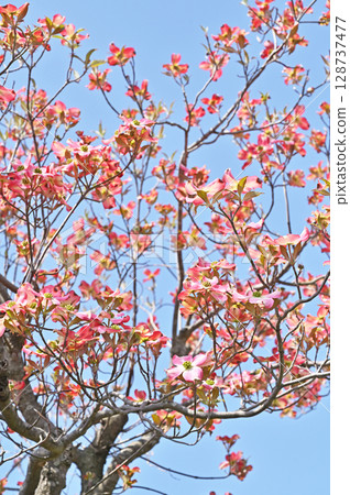 Tree · Dogwood Family 128737477