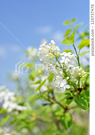 樹·丁香家庭Mochsei家庭 128737478