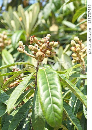 Tree · Bivalvaceae Tree · Bivalvaceae 128737483