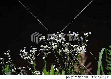 美麗的野花、雛菊 128737511