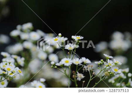 Fleabane basking in the sun 128737513