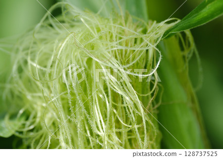 Pistil with pollen 128737525