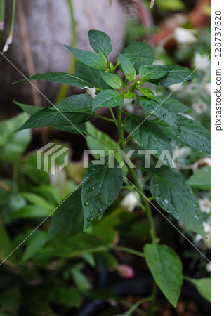 初夏辣椒葉 初夏辣椒葉 128737620