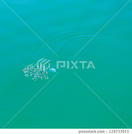 平靜的瀨戶內海漁港裡遊動著一群小魚和小水母 平靜的瀨戶內海漁港裡遊動著一群小魚和小水母 128737653