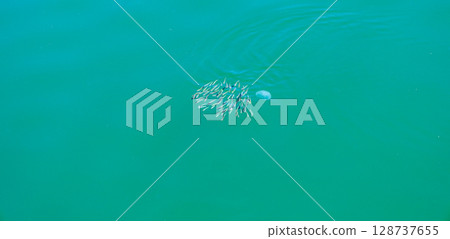 平靜的瀨戶內海漁港裡遊動著一群小魚和小水母 128737655