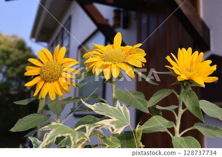 Mini sunflowers bathed in the morning sun Mini sunflowers bathed in the morning sun 128737734