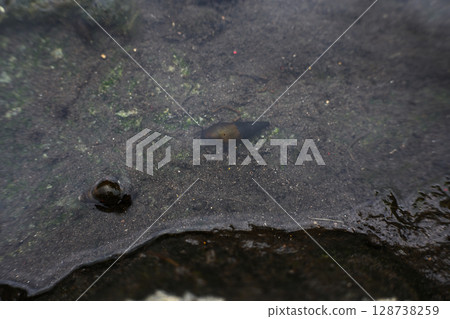 A small river snail in the river 128738259