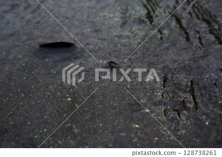 Japanese river snails that serve as food for fireflies 128738261