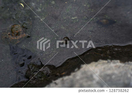 A Japanese river snail shell on the water surface A Japanese river snail shell on the water surface 128738262