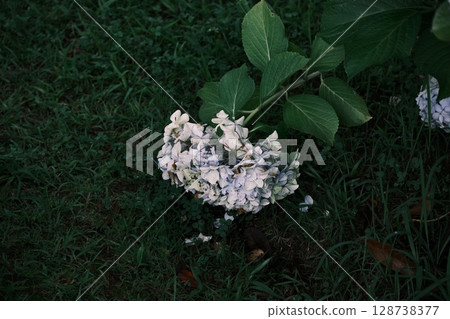 Hydrangea under the eyes Hydrangea under the eyes 128738377