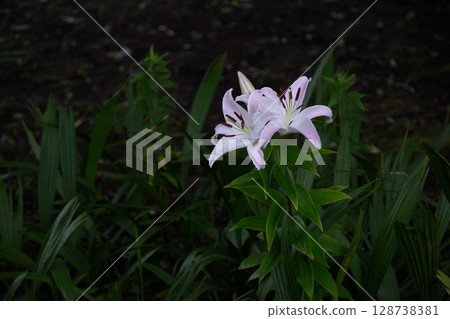 Beautiful lily flower Beautiful lily flower 128738381