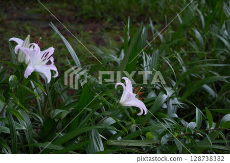 Beautiful blooming lily flower Beautiful blooming lily flower 128738382